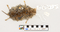 Microtus pennsylvanicus image