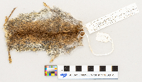 Microtus pennsylvanicus image