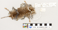 Microtus pennsylvanicus image