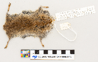 Microtus pennsylvanicus image
