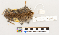 Microtus pennsylvanicus image