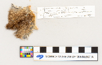Microtus pennsylvanicus image