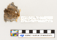 Microtus pennsylvanicus image