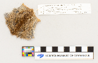 Microtus pennsylvanicus image