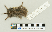 Media resource of Microtus ochrogaster