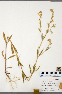 Silene dichotoma image