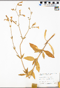 Silene dichotoma image