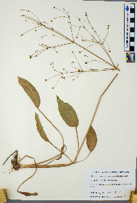 Thumbnail image of current specimen