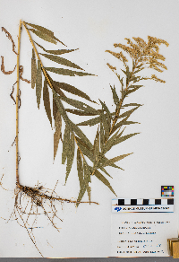 Solidago canadensis image