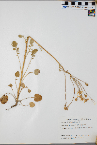 Packera pseudaurea image