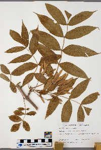 Fraxinus nigra image