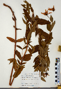Hypericum ascyron subsp. pyramidatum image