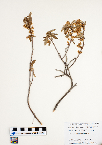 Prunus pumila image