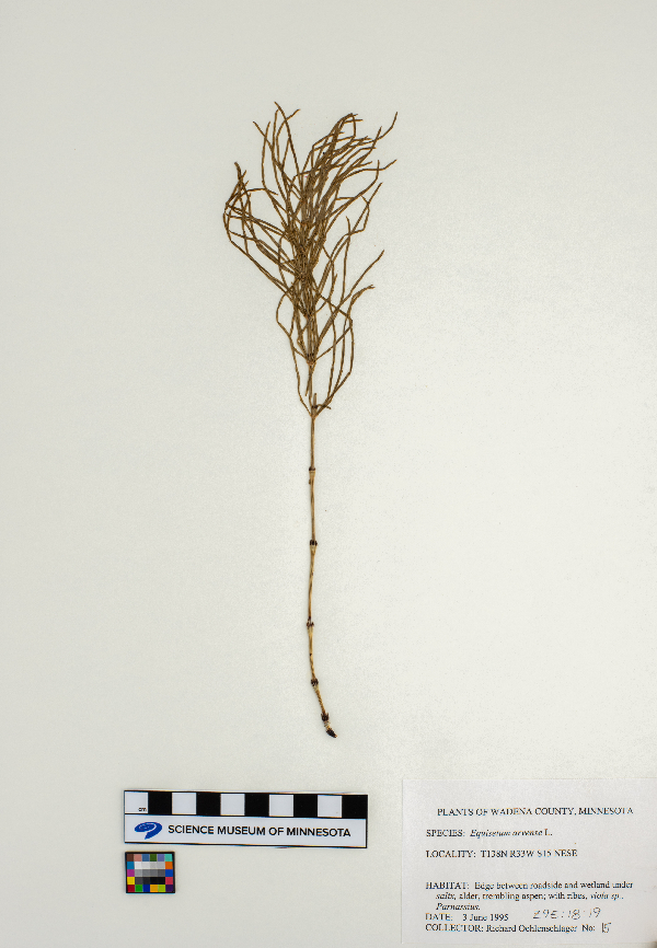 Equisetum arvense image