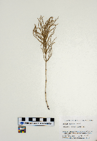 Equisetum arvense image