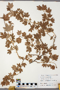 Ribes hirtellum image