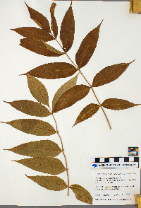 Fraxinus nigra image