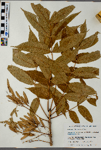 Fraxinus nigra image