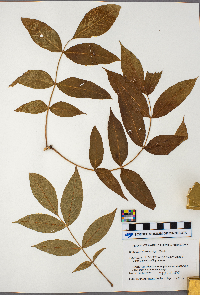 Fraxinus nigra image