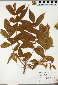 Fraxinus nigra image