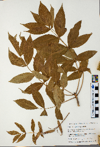Fraxinus nigra image