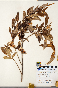 Salix serissima image