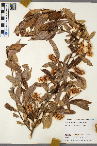 Salix serissima image