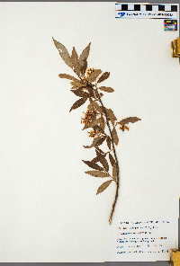 Salix serissima image