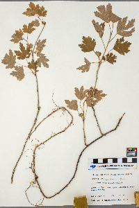 Ribes hirtellum image