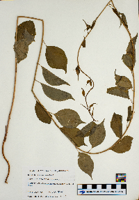 Celastrus scandens image