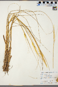Hesperostipa spartea image