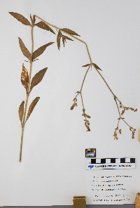 Silene dichotoma image