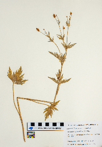 Ranunculus pensylvanicus image