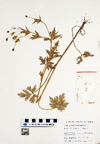 Ranunculus pensylvanicus image