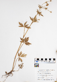 Ranunculus pensylvanicus image