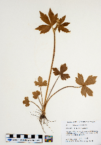 Ranunculus pensylvanicus image