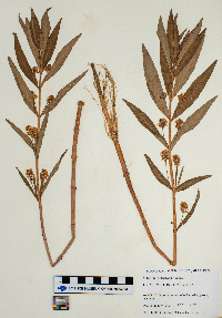 Thumbnail image of current specimen