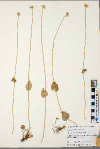 Parnassia palustris image