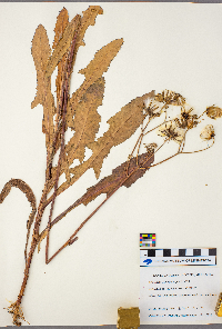 Sonchus asper image