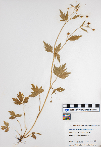 Ranunculus pensylvanicus image