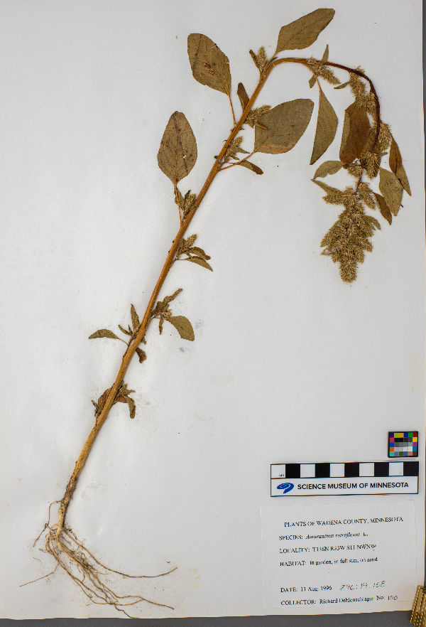 Amaranthus retroflexus image