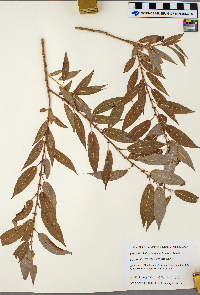 Salix eriocephala image