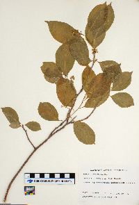 Celastrus scandens image