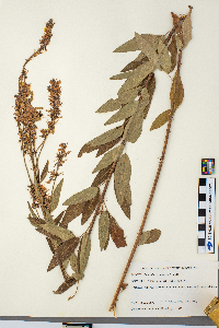 Desmodium canadense image