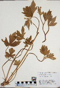 Ranunculus pensylvanicus image