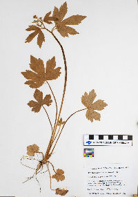 Ranunculus pensylvanicus image