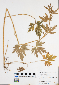 Ranunculus pensylvanicus image