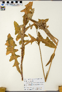 Sonchus asper image