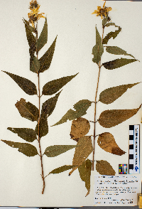 Helianthus hirsutus image