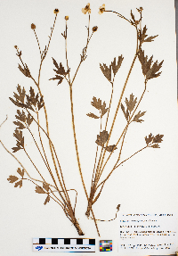 Ranunculus pensylvanicus image
